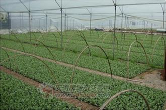 山東西瓜批發市場蔬菜種植基地