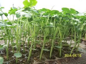 惠民西瓜批發市場蔬菜種植基地